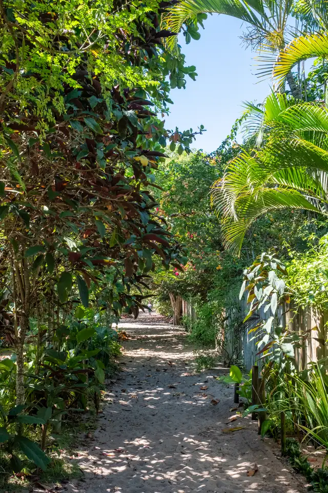 Caminho de areia entre a vegetação